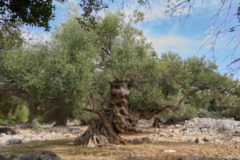 Old, gnarled olive tree in the olive grove of Lun, Vrtovi Lunjskih Maslina, wild olive (Olea