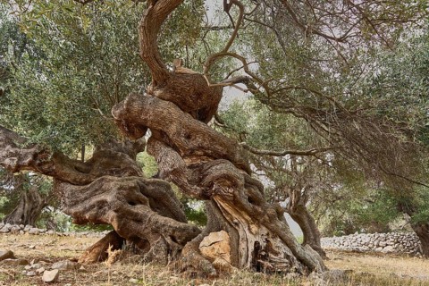 Old, gnarled olive trees in the olive grove of Lun, Vrtovi Lunjskih Maslina, Wild olive (Olea