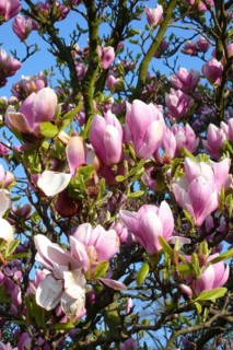 Pink pink pink pink flowers of chinese magnolia (Magnolia x soulangeana) cross of Chinese Yulan