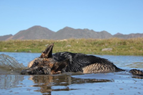 A dog swimming in a mountain lake with the landscape mirrored in the water, Amazing Dogs in the
