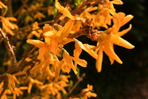 Iserlohn. Thanks to the climate change, early spring has come earlier than usual. The flowering