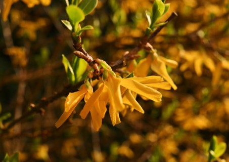 Iserlohn. Thanks to the climate change, early spring has come earlier than usual. The flowering