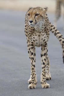Cheetah (Acinonyx jubatus), adult, standing on the tarred road, alert, early in the morning, animal