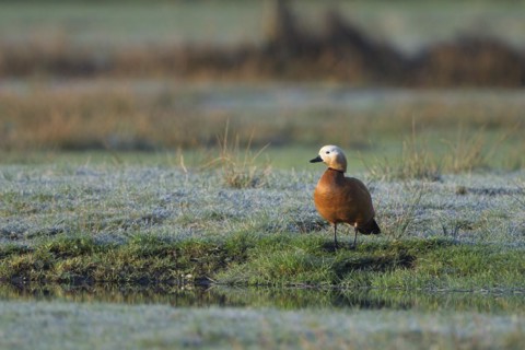 Ruddy shelduck (Tadorna ferruginea), male, in a meadow, Dingdener Heide nature reserve, North