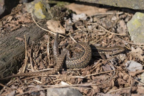 Common wall lizard (Podarcis muralis), pair, copulating, in an old railway track, Landschaftspark