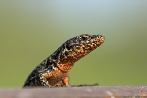 Common wall lizard (Podarcis muralis), adult male, in mating dress, sitting on a rail, in an old