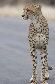 Cheetah (Acinonyx jubatus), adult, standing on the tarred road, alert, early in the morning, animal