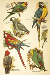 Carolina Parakeet (Conurus carolinensis), Jaco or african grey parrot (Psittacus erithacus),