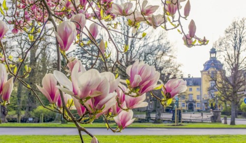 Magnolia Castle Bueckeburg Germany