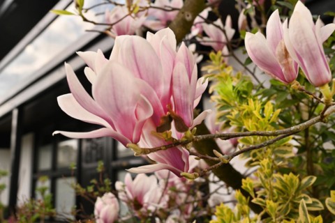 Iserlohn. Thanks to the climate change, early spring has come earlier than usual. The flowering