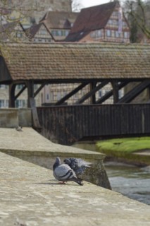 Sulfer Steg, city pigeons, pigeon, pigeon, Kocher valley, Kocher, half-timbered house, old town,