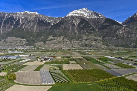 Fields and plantations for the cultivation of fruit and vegetables under the snow-covered summit of