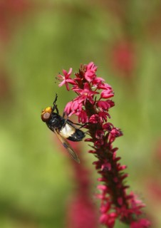 Pellucid fly (Volucella pellucens), on candle knotweed (Polygonum amplexicaule) North