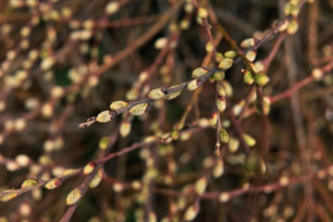 Iserlohn. Thanks to the climate change, early spring has come earlier than usual. The flowering
