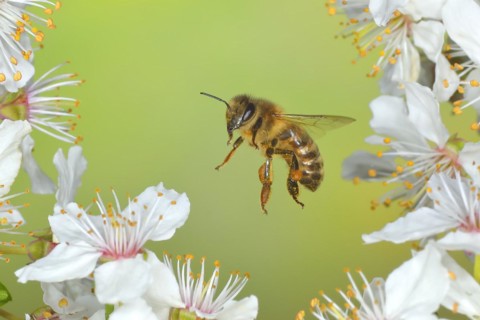European honey bee (Apis mellifera) bee in flight at the blossom of the heckendorn, blackthorn