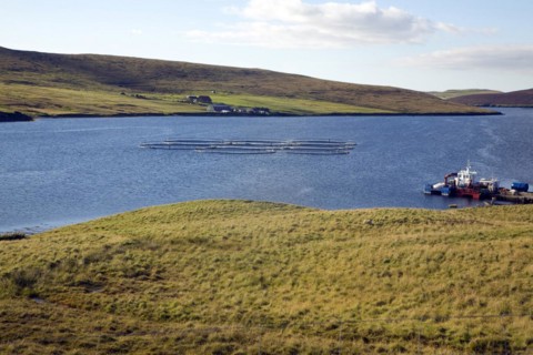Fish farming cages, Aith Voe, Shetland Islands, Scotland, United Kingdom, Europe