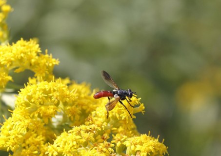 Bicoloured caterpillar fly (Cylindromyia bicolor), on goldenrod (Solidago), North Rhine-Westphalia,