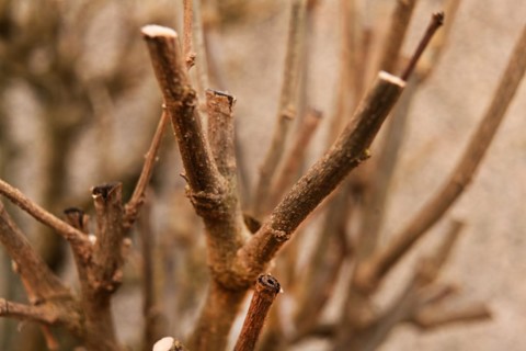 Iserlohn. Thanks to the climate change, early spring has come earlier than usual. The flowering