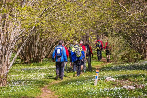 Hikers on a path in a budding hazel (Corylus avellana) tree grove and blooming wood anemone