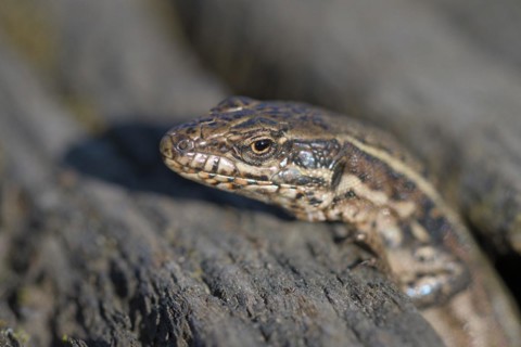 Common wall lizard (Podarcis muralis), adult female, looking out of her hiding place, in an old