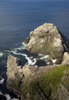 Northern Gannet bird colony, Morus bassanus, The Greing stacks, Hermaness, Unst, Shetland Islands,