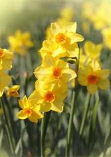 Yellow-orange daffodils (Narcissus), North Rhine-Westphalia, Germany, Europe