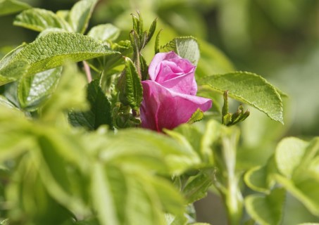 Rugosa rose (Rosa Rugosa), North Rhine-Westphalia, Germany, Europe