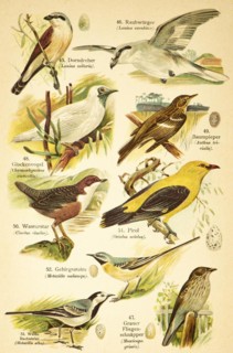 Red-backed shrike or red-backed shrike (Lanius collurio), great grey shrike (Lanius excubitor),
