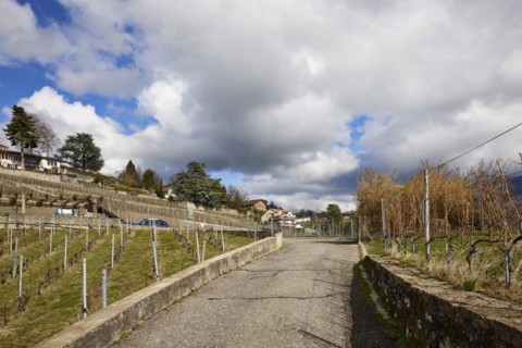 Mighty white spring clouds drift under a blue sky over a vineyard with a steep path in the UNESCO