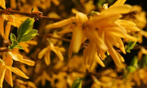 Iserlohn. Thanks to the climate change, early spring has come earlier than usual. The flowering