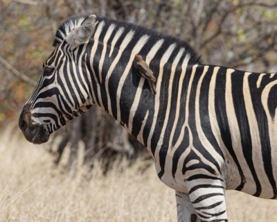 Burchell's zebra (Equus quagga burchellii), adult male standing in dry grass, with red-billed