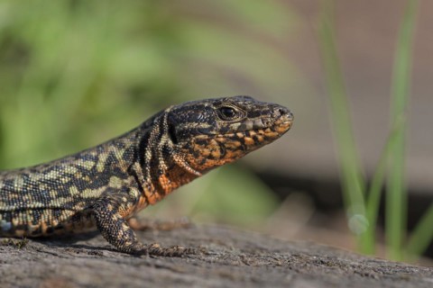 Common wall lizard (Podarcis muralis), adult male, in mating dress, sitting on a rail, in an old
