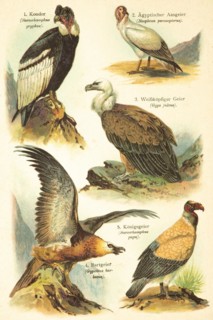 Condor (Sarcorhamphus gymnogyps), Egyptian vulture (Neophron percnopterus), White-headed vulture