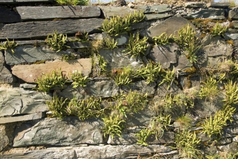 Asplenium Spleenwort plants growing on dry stone wall