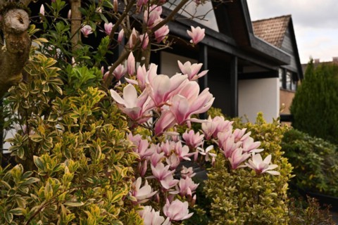 Iserlohn. Thanks to the climate change, early spring has come earlier than usual. The flowering