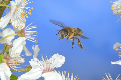 European honey bee (Apis mellifera) bee in flight at the blossom of the heckendorn, blackthorn