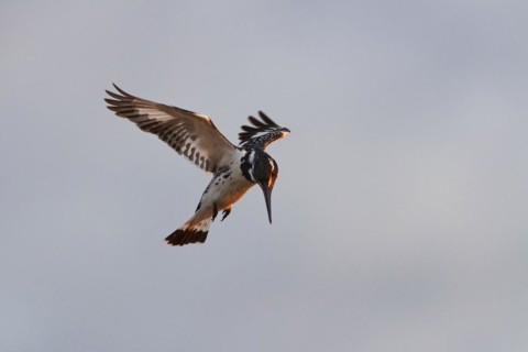 Pied kingfisher (Ceryle rudis), adult female, in hovering flight, fishing in the morning light,