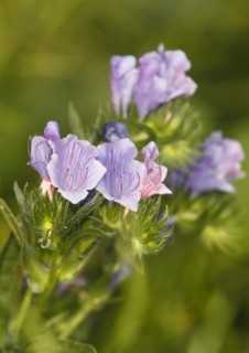 Common viper's bugloss (Echium vulgare), close-up of flowers from the front, North
