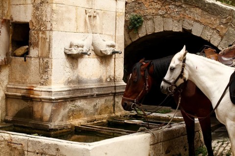 Horses in front of the dolphin fountain in Bonnieux, Luberon, Vaucluse, Provence, France, Europe