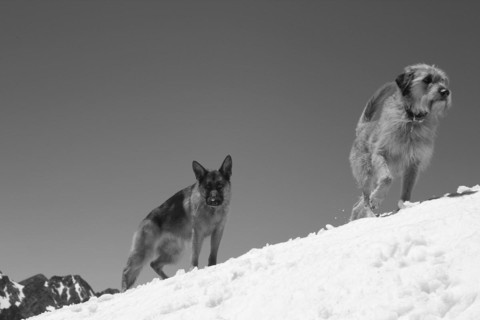 Two dogs on a snowy mountain slope, one in motion, embodying a sense of winter activity, Amazing