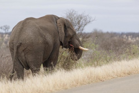 African bush elephant (Loxodonta africana), adult male standing next to the tarred road, feeding on