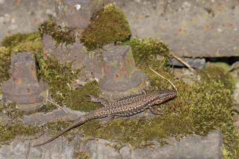Common wall lizard (Podarcis muralis), adult male, sunbathing in an old railway track,