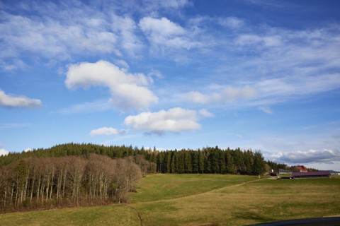 Winter landscape in the Black Forest with meadows, birches and conifers and a blue sky with white