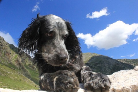 Close-up of a contemplative dog lying down with mountain scenery in the background, Amazing Dogs in