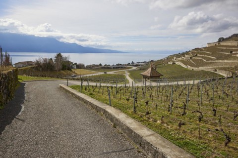 UNESCO World Heritage vineyard terraces of Lavaux and paths through the vineyard with a view of