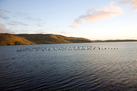 Fish farm Olna Firth at dusk, Mainland, Shetland Islands, Scotland, United Kingdom, Europe