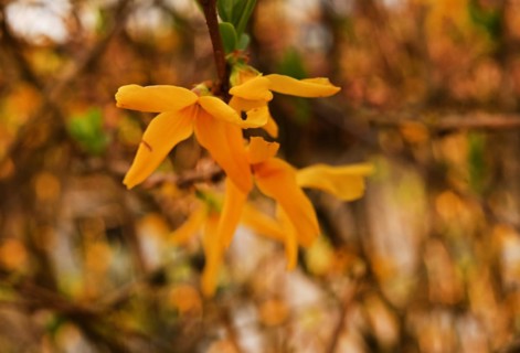 Iserlohn. Thanks to the climate change, early spring has come earlier than usual. The flowering