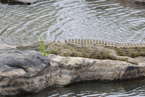 Nile crocodile, (Crocodylus niloticus), adult, sleeping on the rocky bank of the Sabie River,
