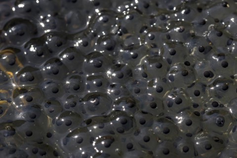 Common frog (Rana temporaria), spawning bales, frog spawn, Oberhausen, Ruhr area, North