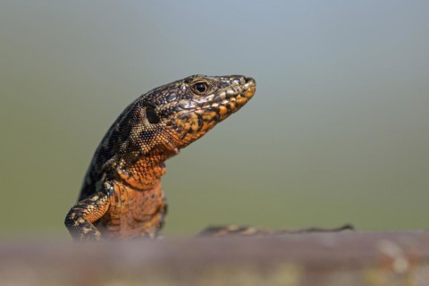 Common wall lizard (Podarcis muralis), adult male, in mating dress, sitting on a rail, in an old